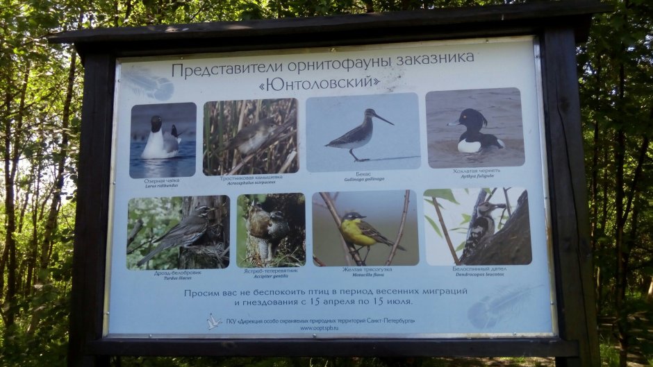 Юнтоловский заказник животные