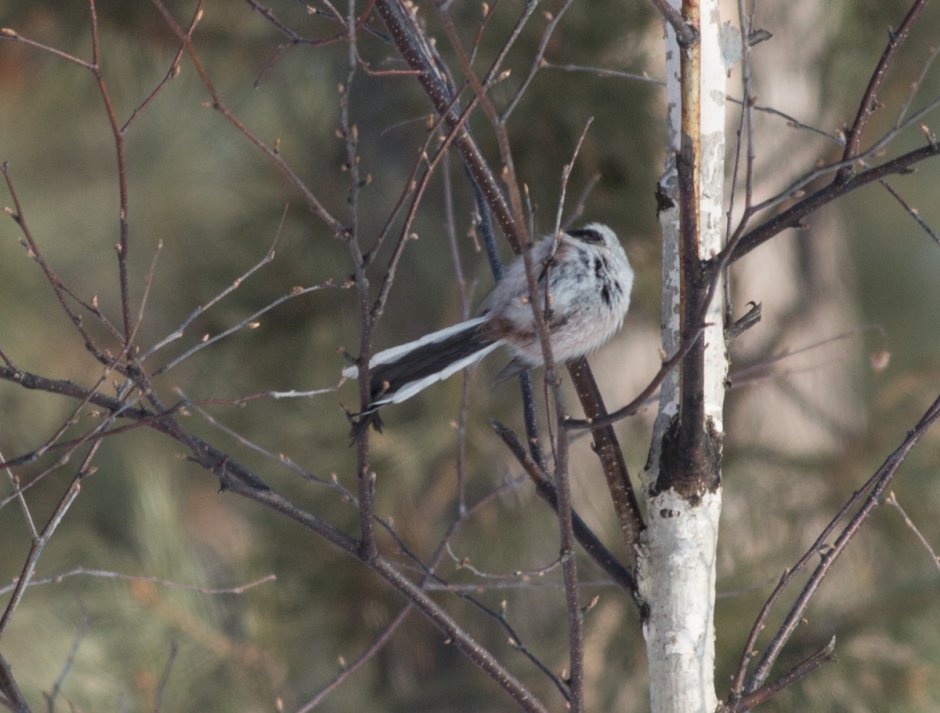 Юнтоловский заповедник птицы
