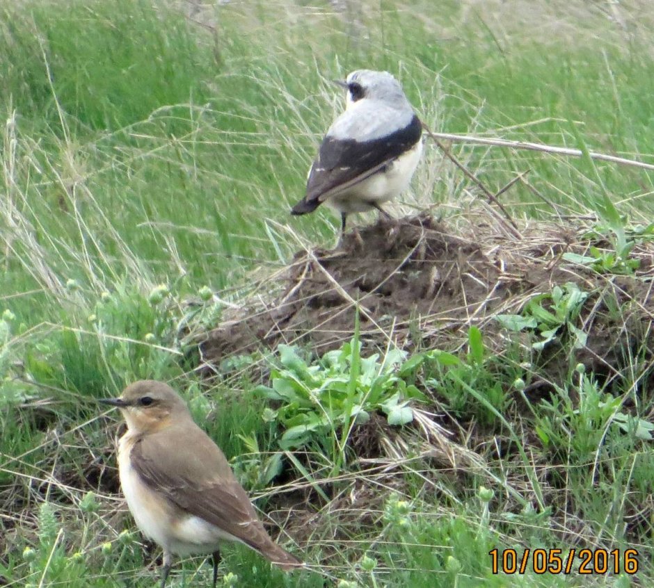 Птицы Юнтоловского заповедника