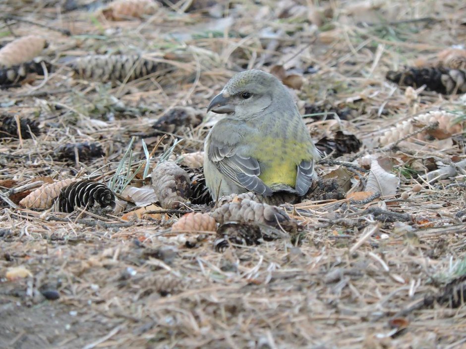 Хищные птицы Юнтоловского заказника