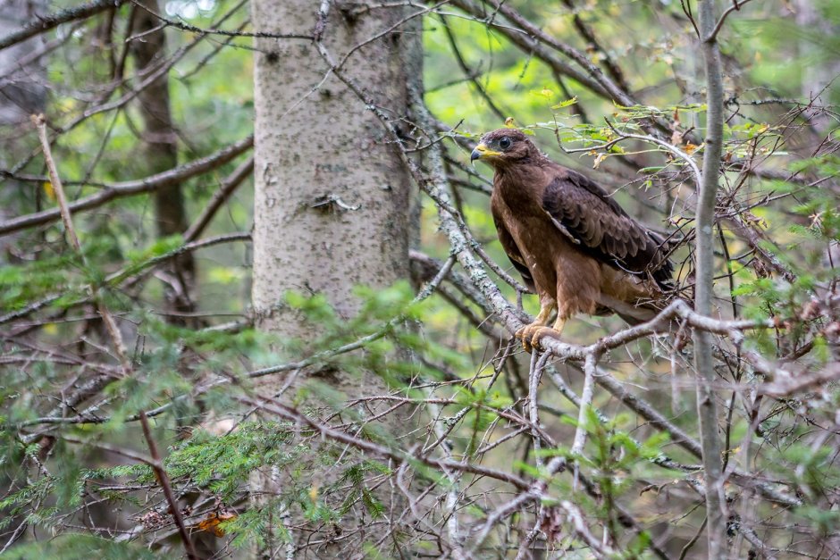 Хохлатый осоед птенец