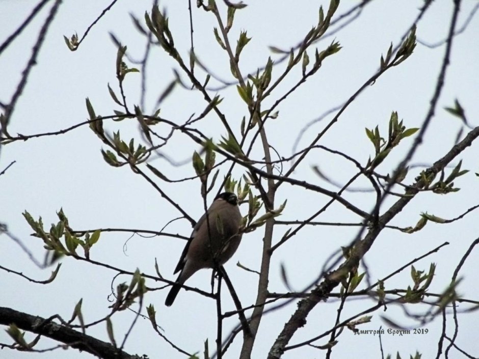 Юнтоловский заповедник птицы