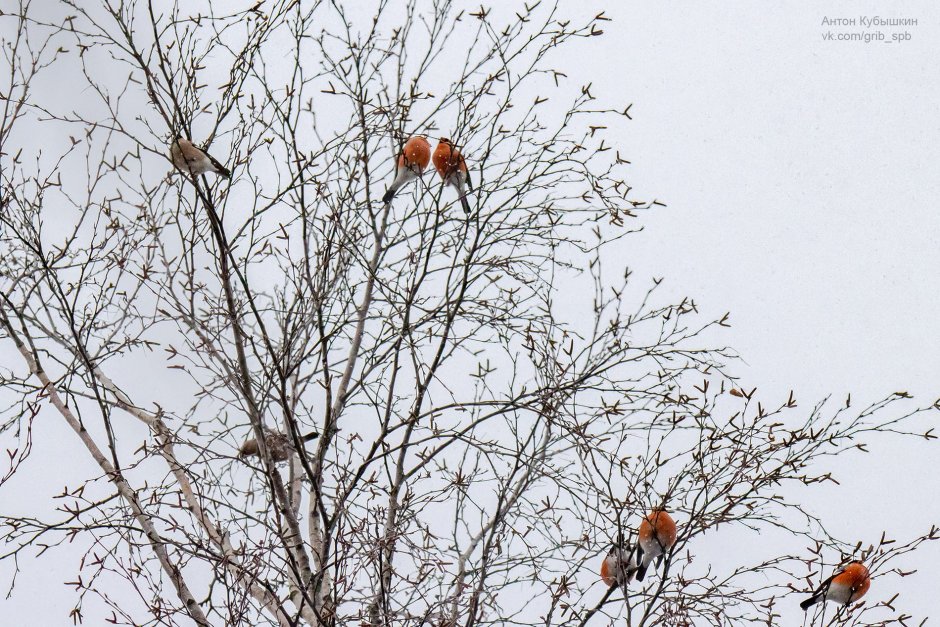 Юнтоловский заказник птицы