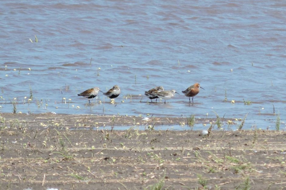 Юнтоловский заказник птицы фото