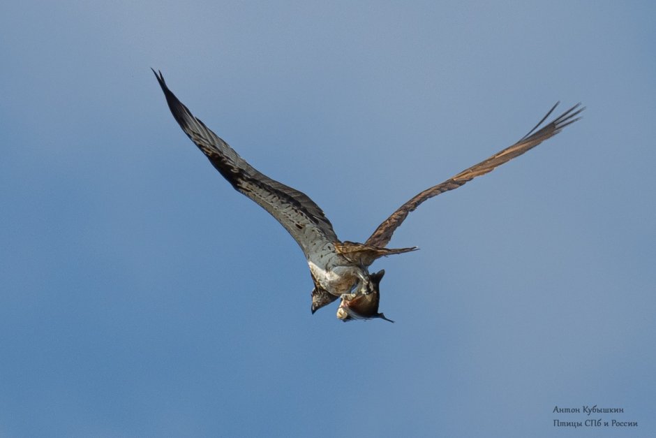 Хищные птицы Юнтоловского заказника