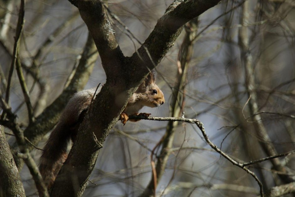 Юнтоловский заказник фауна
