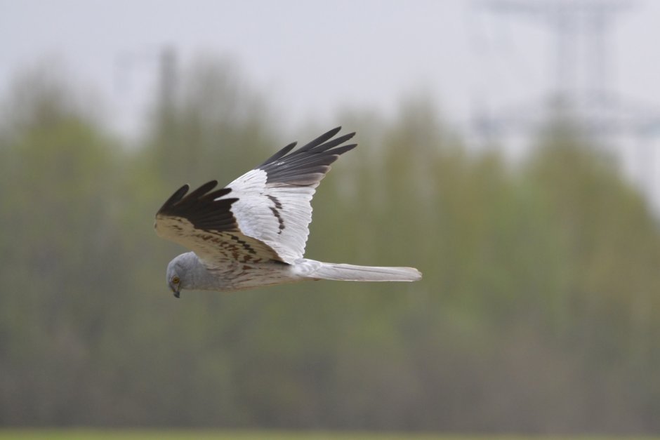 Птицы Юнтоловского заповедника