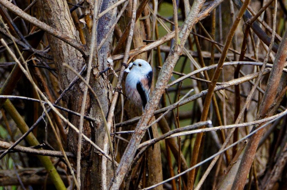 Птицы Юнтоловского заказника