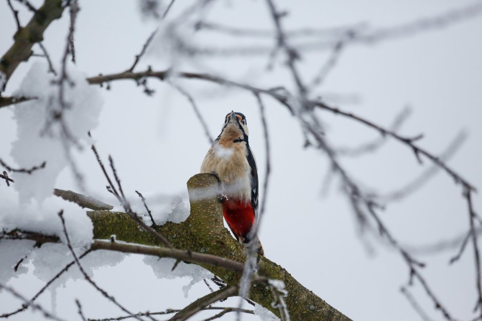 Птицы Коломенского заповедника