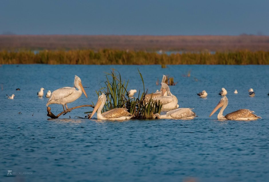 Дельта Волги Астраханский заповедник