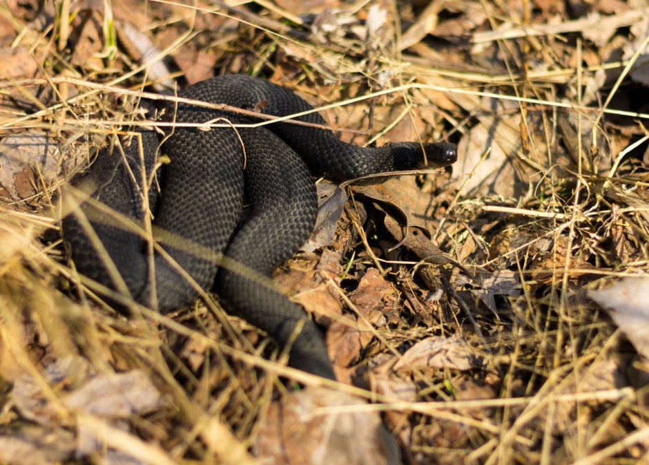 Гадюка Никольская