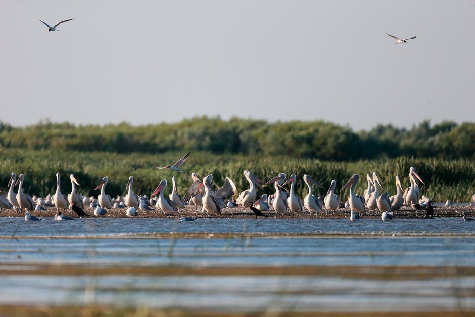 Астрахань Дельта Волги заповедник