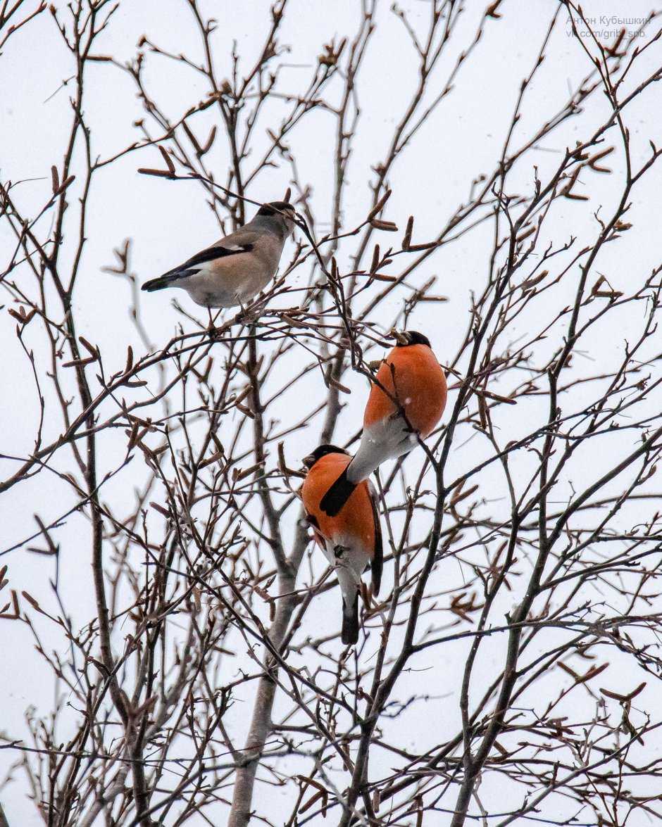 Юнтоловский заказник птицы