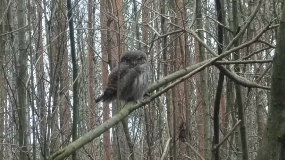 Крик сыча вызывает страх