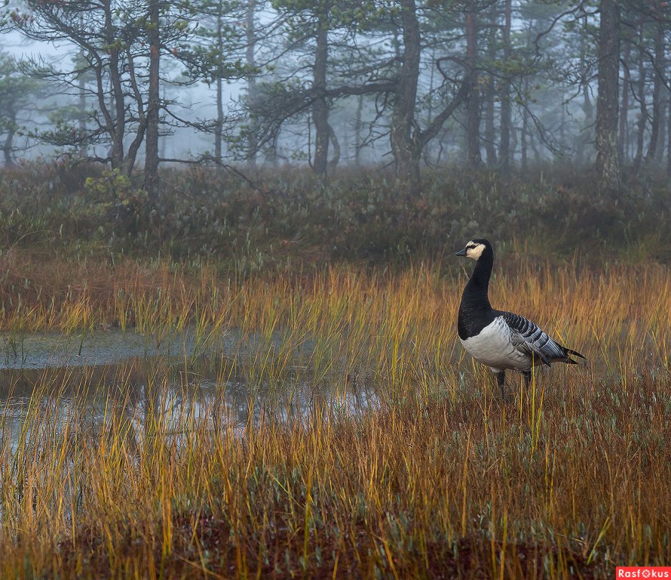 Белощёкая казарка Ленинградская область