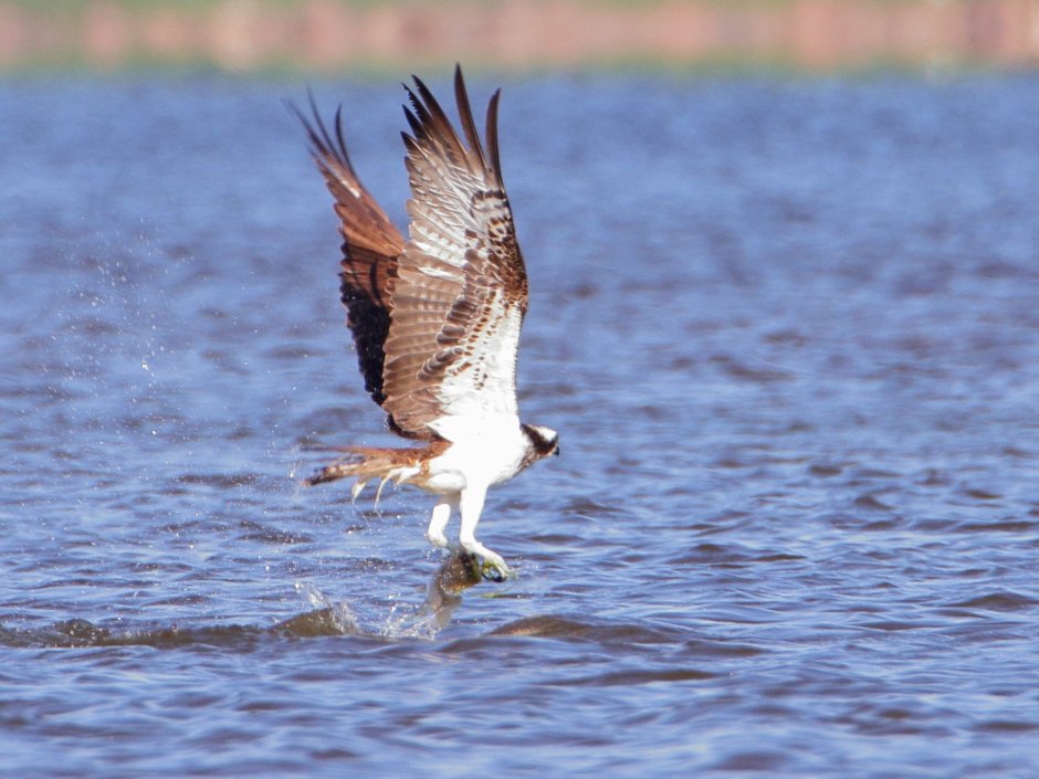 Хищные птицы Юнтоловского заказника
