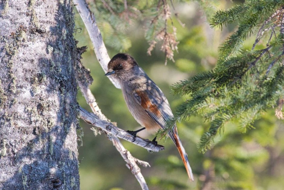 Канадская Кукша