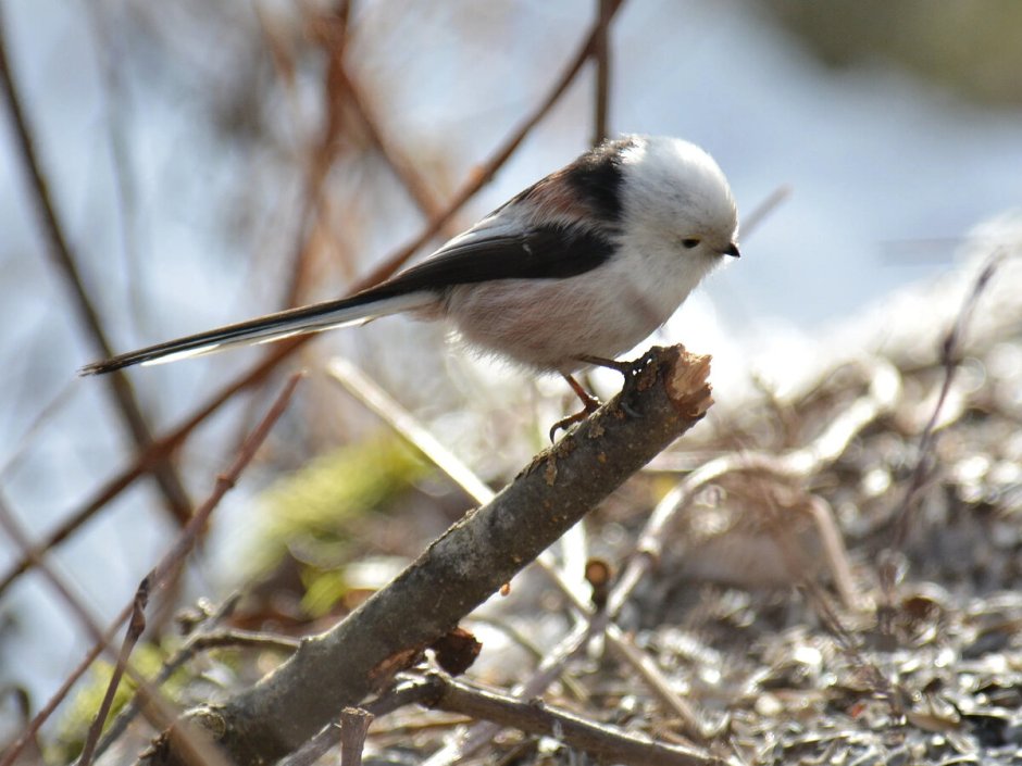 Длиннохвостая синица