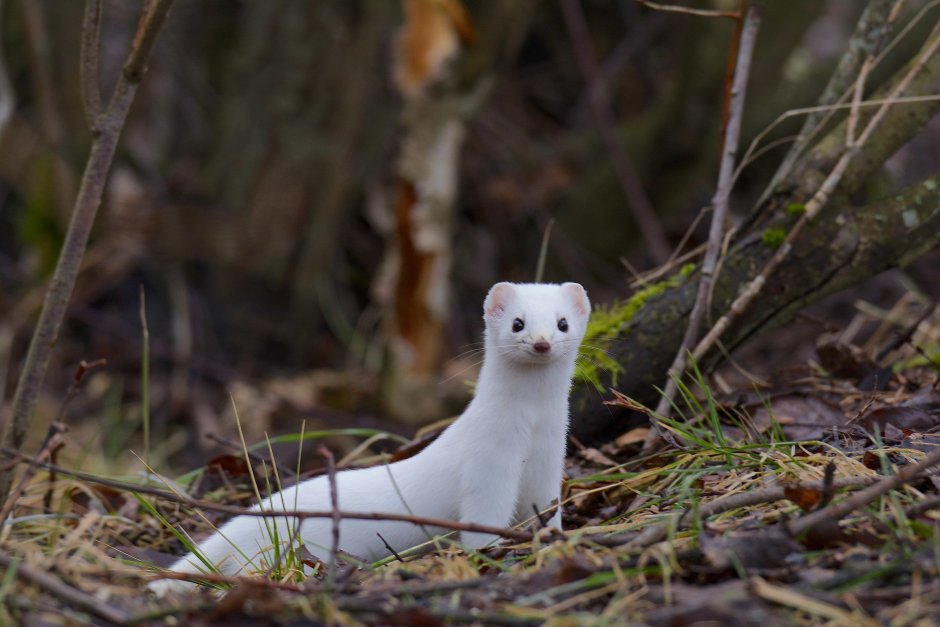 Королевский горностай