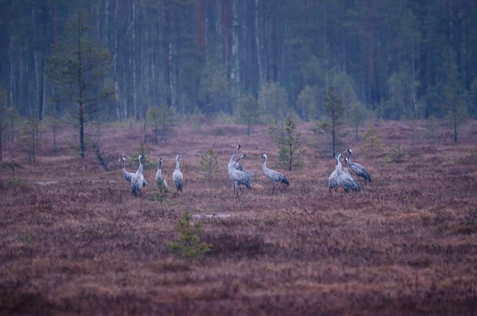 Центральный Лесной заповедник Тверской области животные