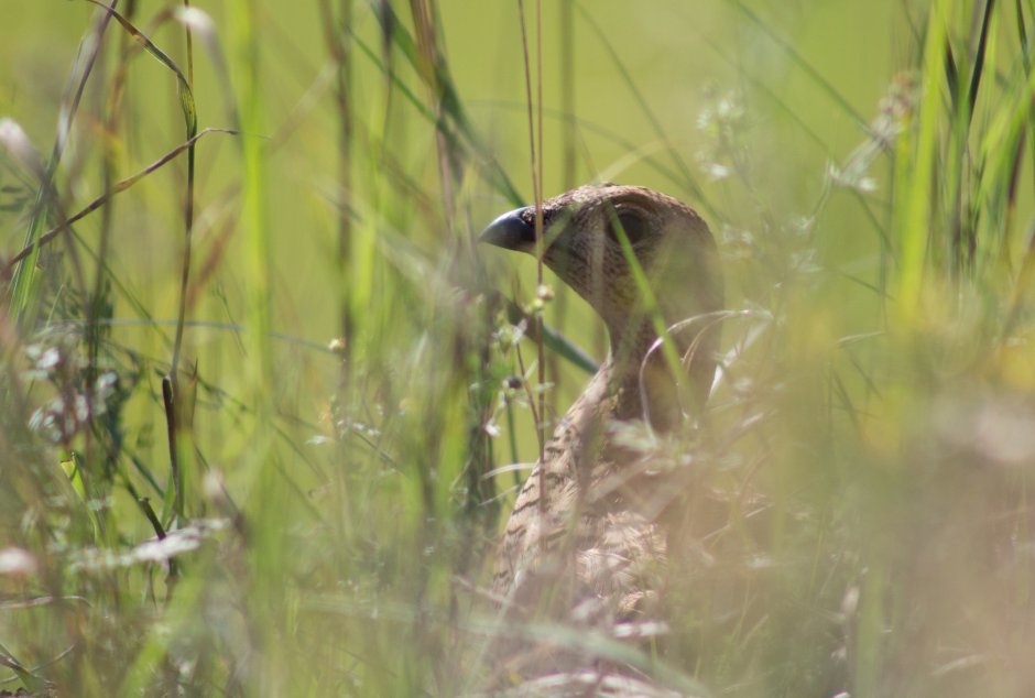 Шоинский заказник