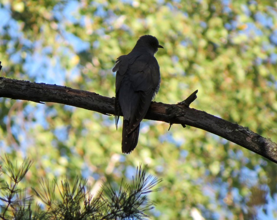 Алеусский заказник