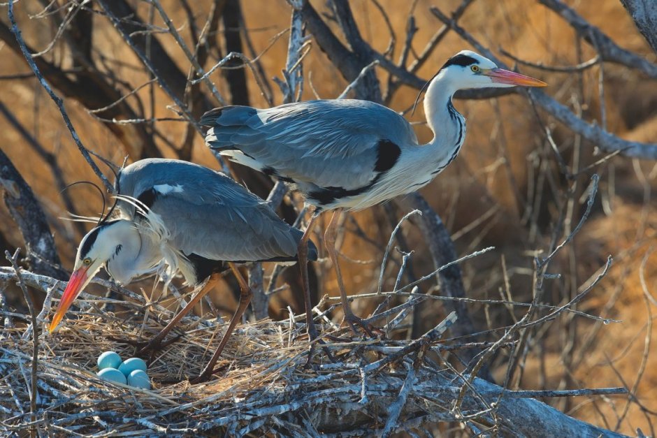 Серая цапля Байкал