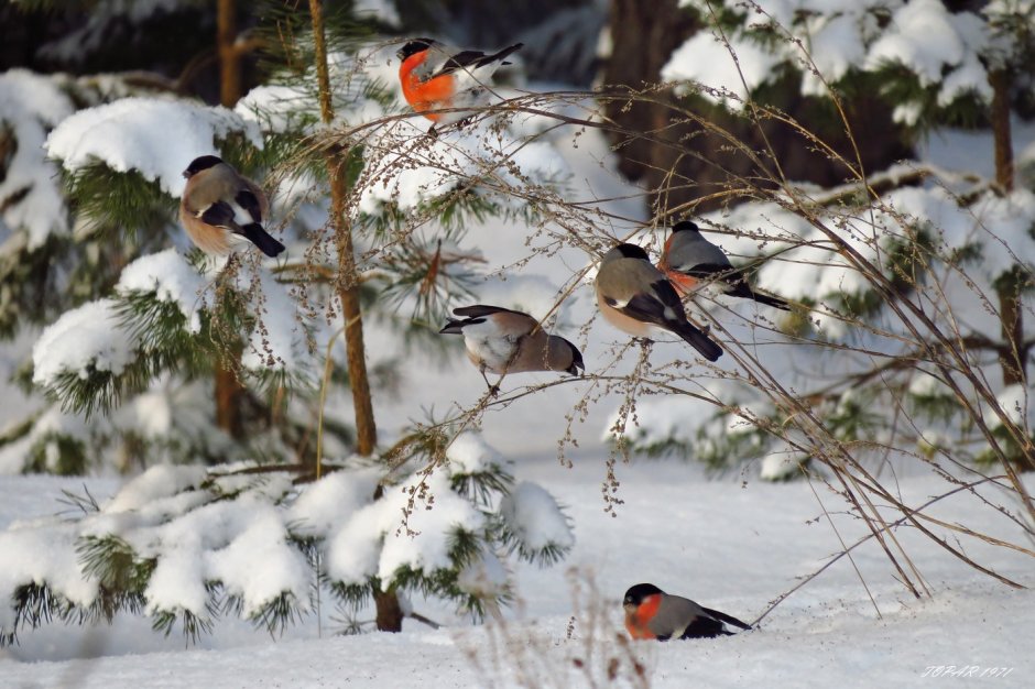 Снегири в лесу