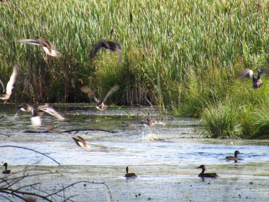 Алеусский заказник Алтайский край
