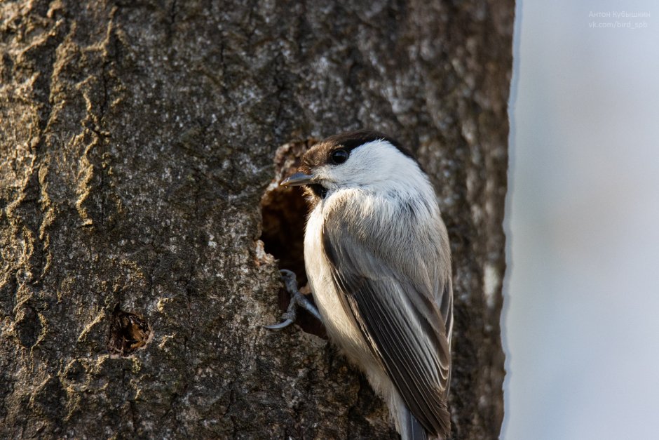 Зимующие птицы Юнтоловского заказника
