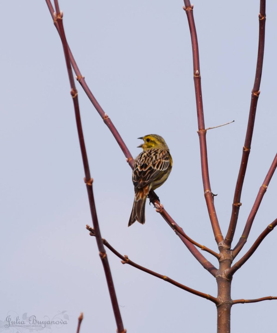Обыкновенная овсянка Emberiza citrinella