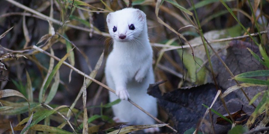 Маленький белый зверек в Подмосковье