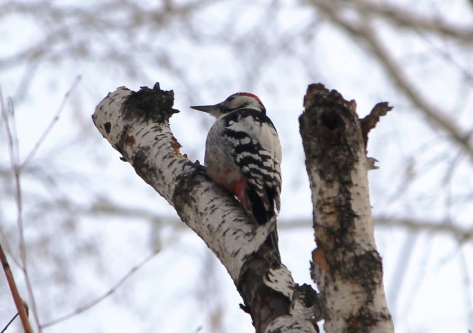 Как выглядит дятел фото