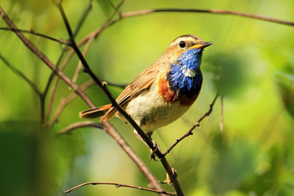 Варакушка Cyanosylvia svecica