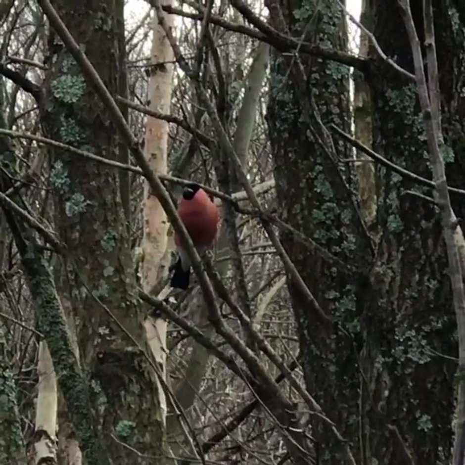 Хищные птицы Юнтоловского заказника