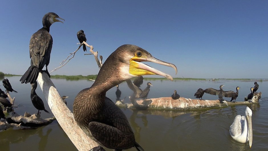 Животный мир Астраханского заповедника