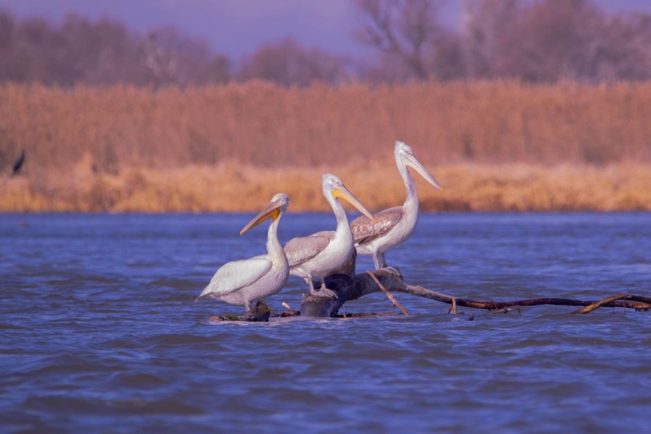 Дельта Волги Астраханский заповедник