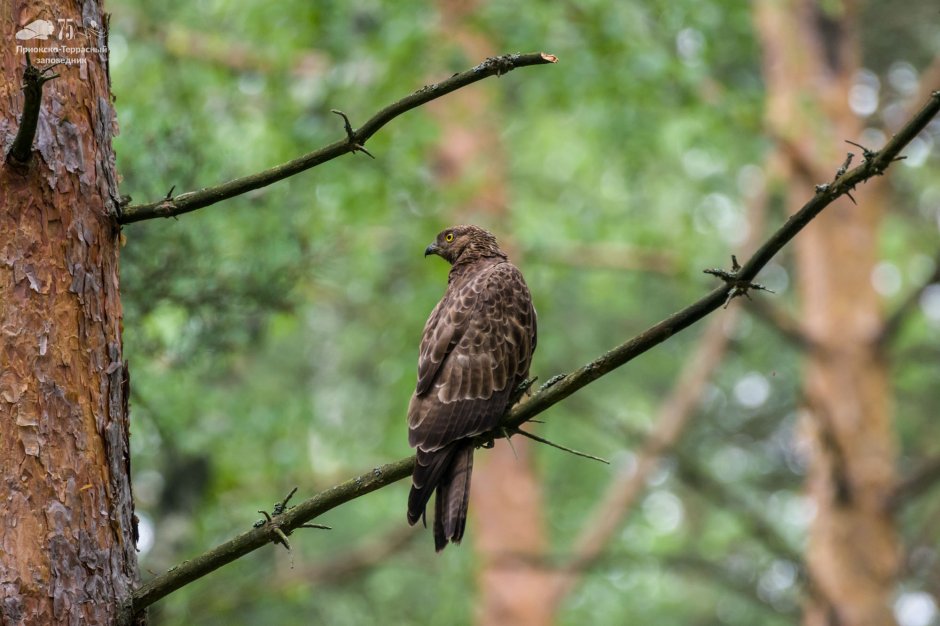 Приокско-Террасный заповедник обитатели