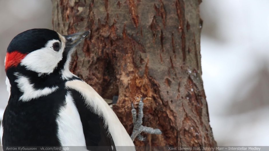 Птицы СПБ И Ленобласти фото