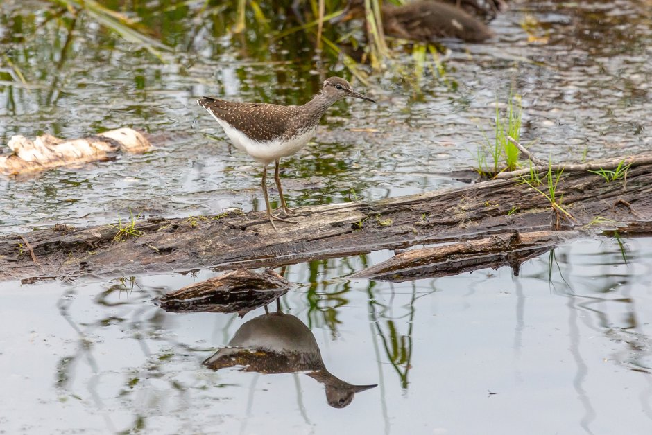 Керженский заповедник Аист