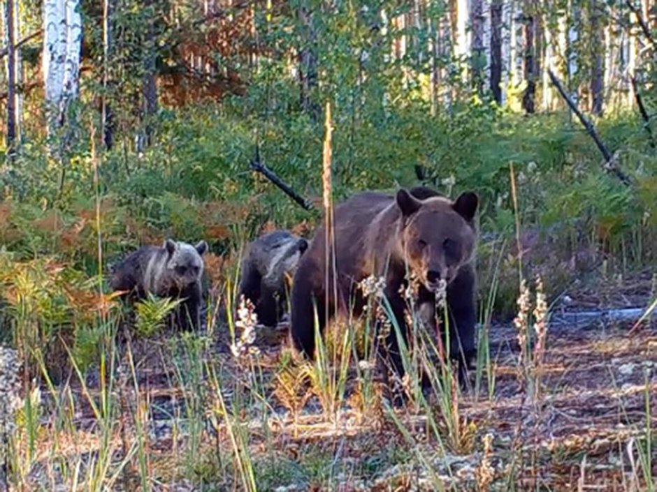 Керженский заповедник Нижегородской
