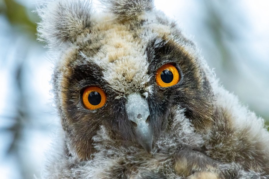 Сова подмигивает
