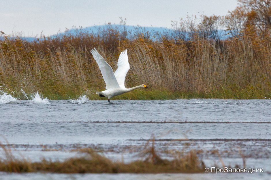 Кабанский заповедник