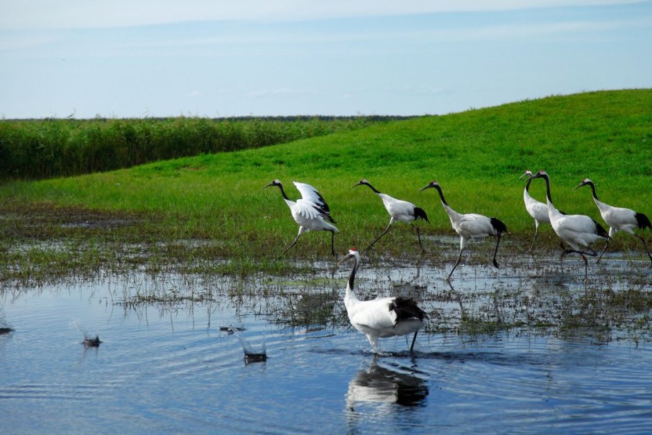 Водно-болотные угодья Амурской области