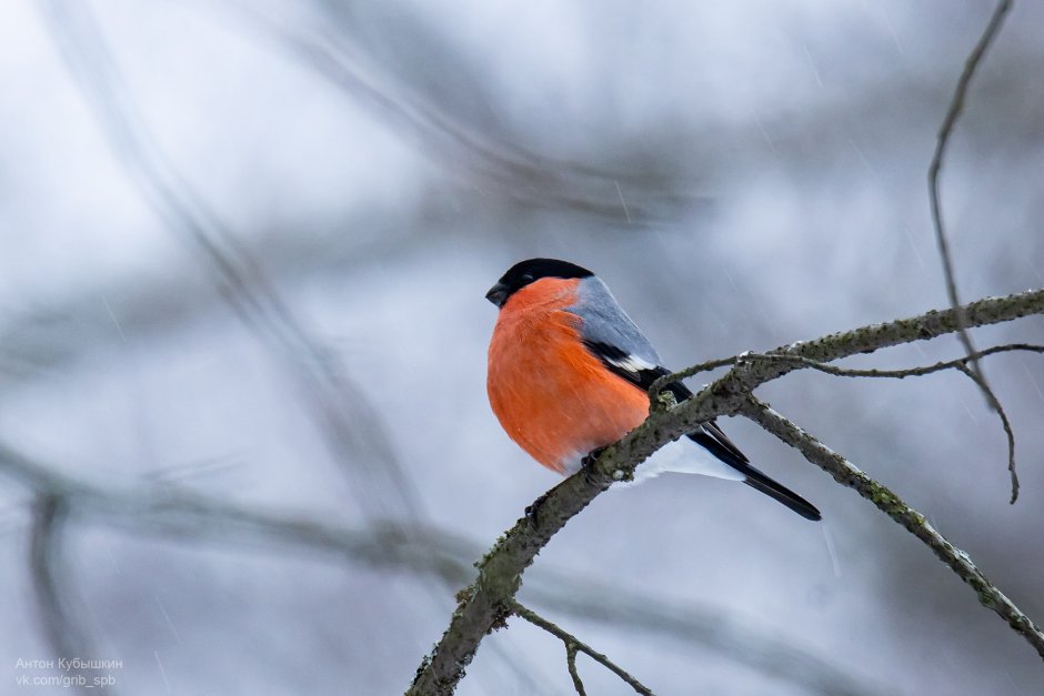 Снегири в Колпино