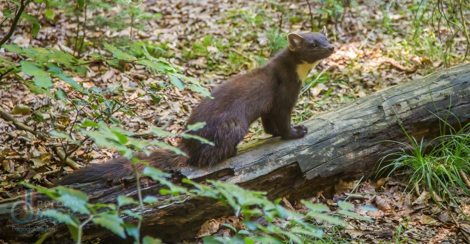 Лесная куница Владимирской области