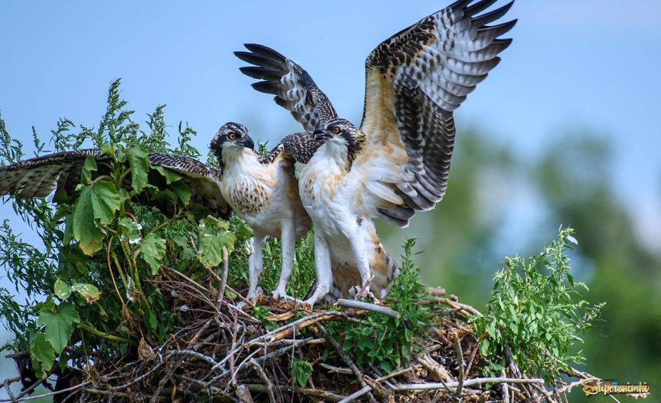 Магаданский заповедник Скопа