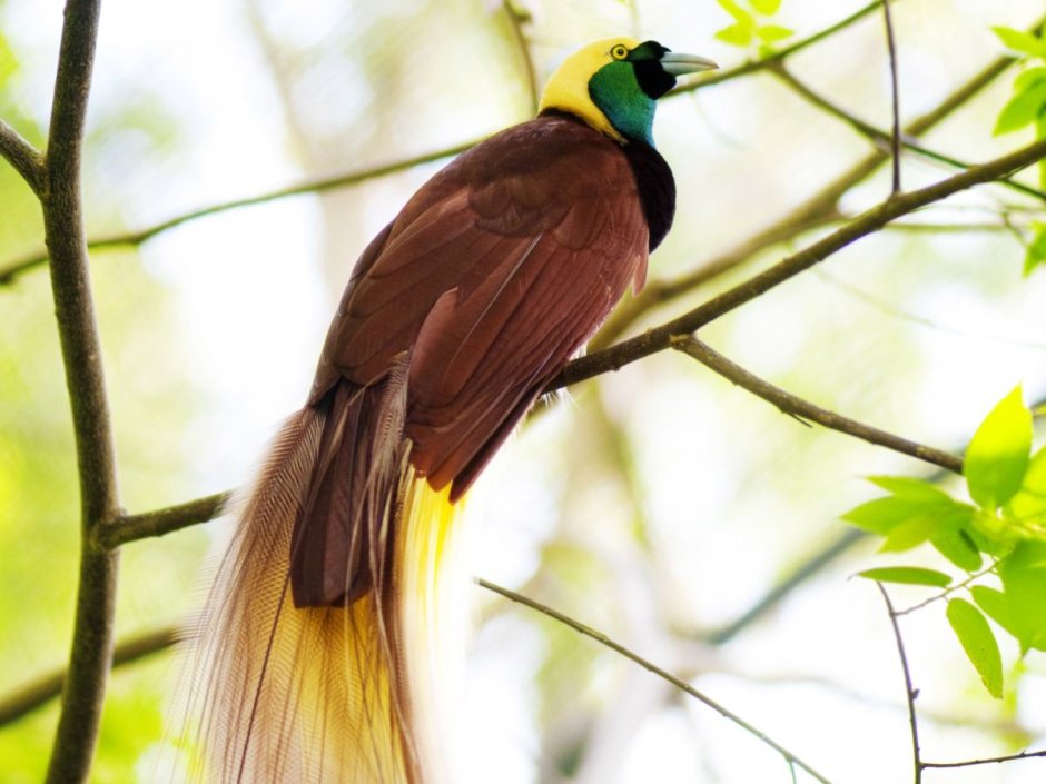 Paradisaea Raggiana