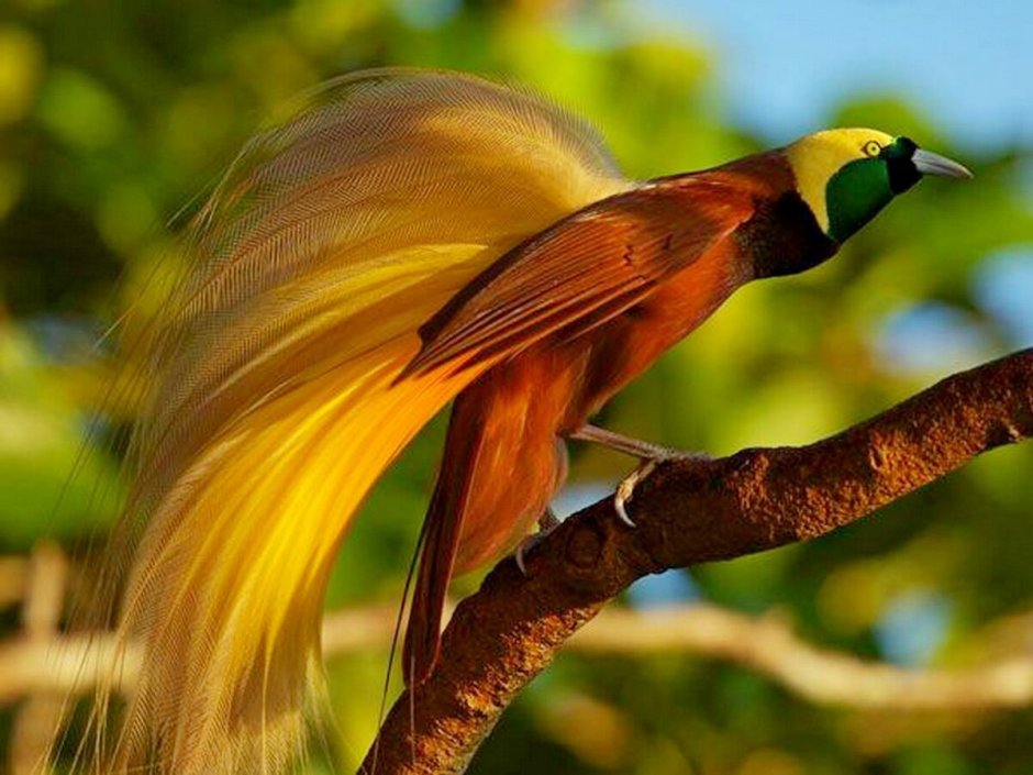 Paradisaea Guilielmi