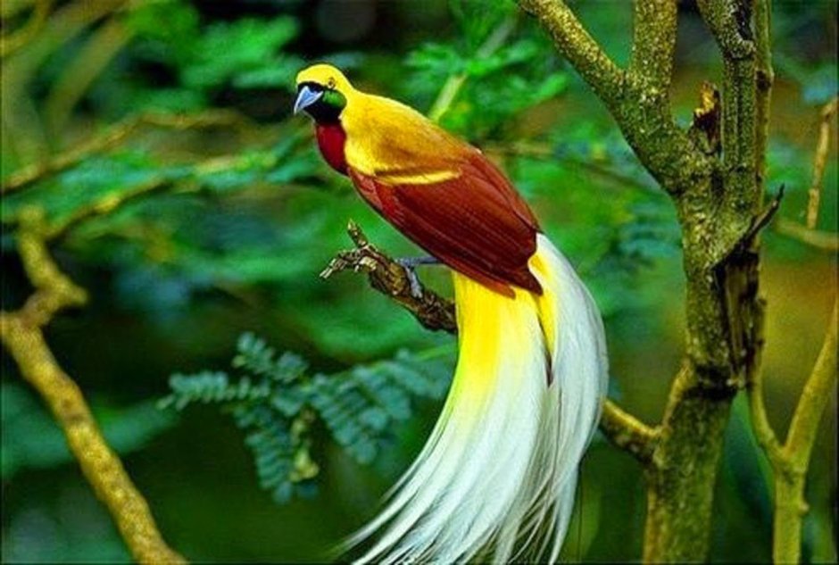 Paradisaea Rudolphi